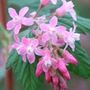 flowering currant