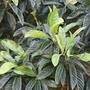 Japanese loquat