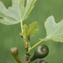 white fig