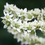 false hellebore