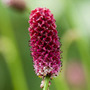 great burnet