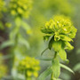 spurge