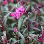 Gaura
