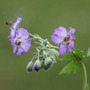 dusky cranesbill