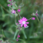 senecio