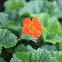 avens