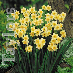 Autumn Bulbs-Narcissus 'Minnow' -10