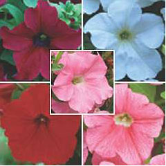 Petunia Trailing Fanfare Collection A - 5 Plug Plants