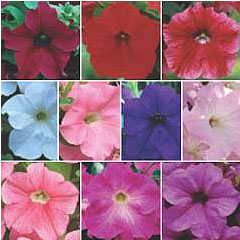 Petunia Trailing Fanfare Collection C