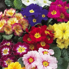 Primula Giant Fruelo Mix - 42 Miniplugs