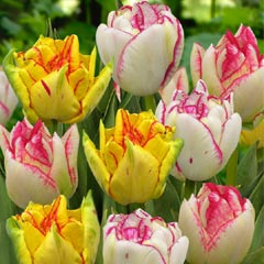 Tulip Bicolour Mix - 10 Bulbs