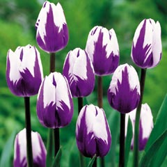 Tulip Blueberry Ripple - 15 Bulbs