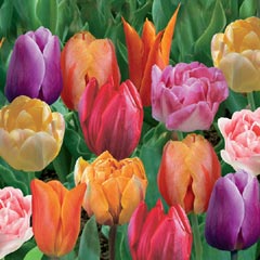 Tulip Fragrant Mix - 10 Bulbs