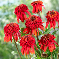 Echinacea Hot Papaya - 1 Plug Plant