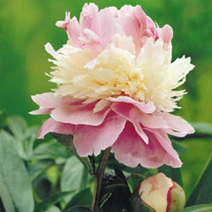 Paeony Sorbet - 1 Bareroot Plant