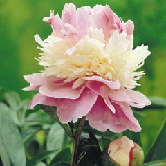 Paeony Sorbet - 3 Bareroot Plants