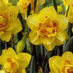 Autumn Bulbs-Tahiti Daffodil - Pack of 5 Bulbs