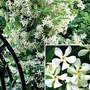 Trachelospermum Jasminoides 1 plant in 9cm pot