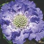 Scabiosa Caucasica 'Clive Greaves' 3 jumbo plants