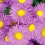 Erigeron 'Pink Jewel' 3 plants