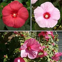 Hardy Hibiscus 3 pack - 1 bareroot each of pink, red sky and fancy eye
