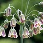 Nectaroscordum Siculum 40 bulbs + 10 free
