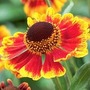 Helenium Biedermeier 2 bareroot plants