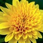 Helianthus 'Loddon Gold' 3 bareroot plants