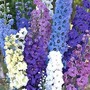 Delphinium Rising Stars Mixed 10 plants in 5cm pots