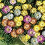 Delosperma Hardy Mixed 4 plants in 7cm pots