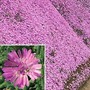 Delosperma Pink Ribbon  1 plant in 7cm pot
