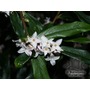 DAPHNE bholua 'Jacqueline Postill' 