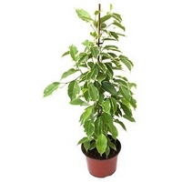 'Weeping fig' - Ficus Benjamina