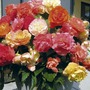 Begonia Parisienne Mix