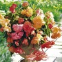 Begonia Parisienne Trailing Mix