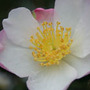 camellia