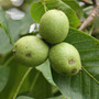 common walnut