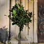 bay laurel (1/4 standard)