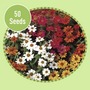 Zinnia Abundance 50 Seeds