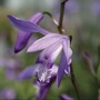 Bletilla striata (Chinese Ground Orchid) 1 Plant