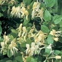 Lonicera Japonica Halliana (Honeysuckle) 1 Plant