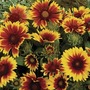Gaillardia Arizona Sun 28 Jumbo Ready Plants