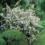 Deutzia Gracilis 1 Bare Root Plant