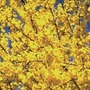 Forsythia Mini Gold 1 Bare Root Plant