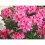 Rhododendron Cosmopolitan Pink 3 Litre 1 Plant
