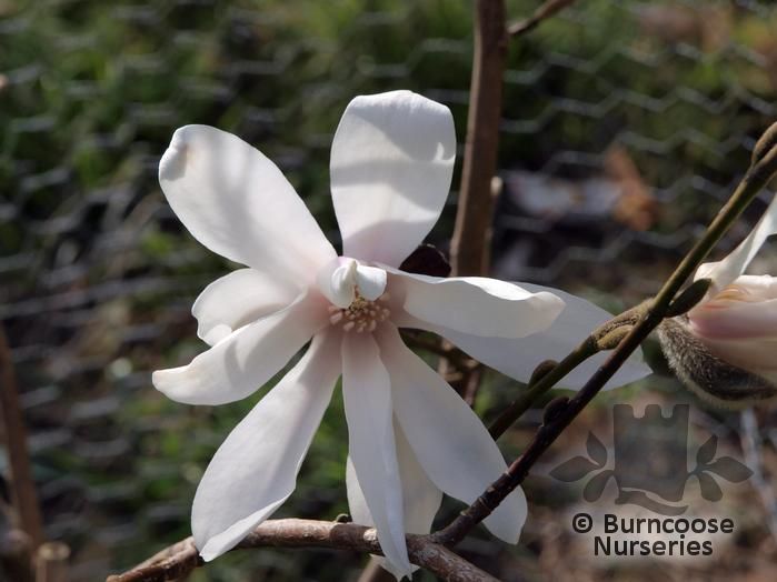 MAGNOLIA salicifolia 'Rosea' 