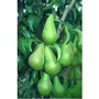 Pear Concorde