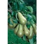 Pear Conference