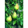 Pear Humbug