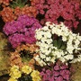 Lewisia Ashwood Mix Plants